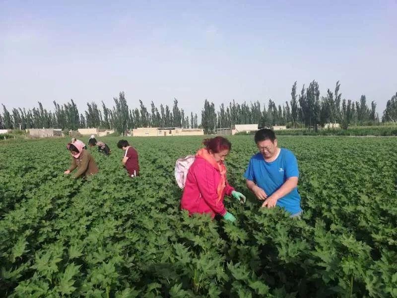 中国棉花信息网官网，棉花产业的智慧之窗